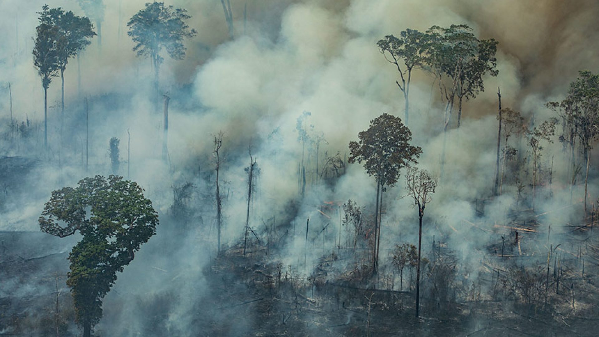 Combate à desinformação na agenda climática e o papel do Senado na COP 30 — Senado Notícias