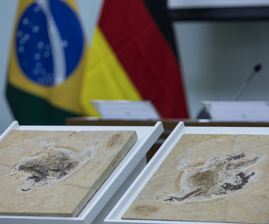 Brasil quer recuperar dinossauros e patrimônios espalhados por 14 país