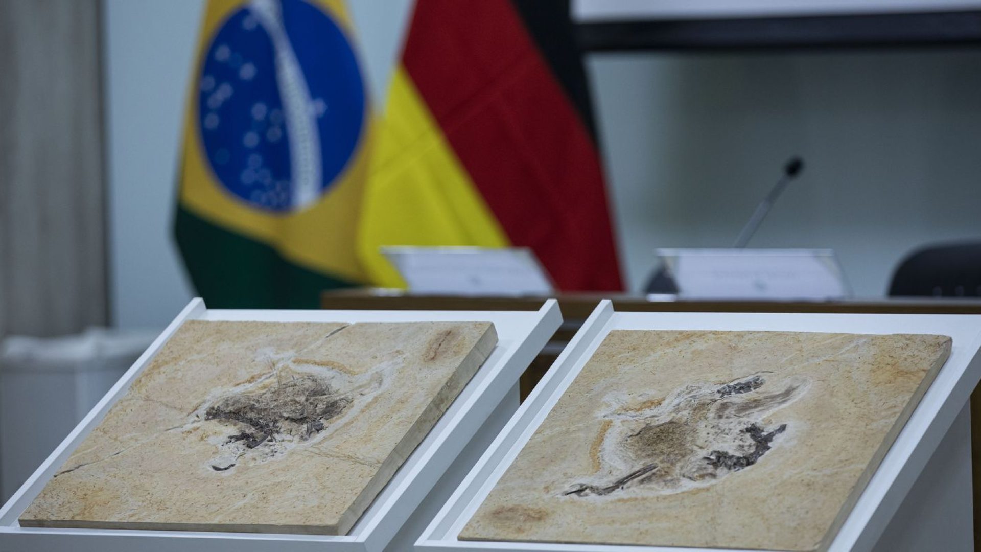Brasil quer recuperar dinossauros e patrimônios espalhados por 14 país