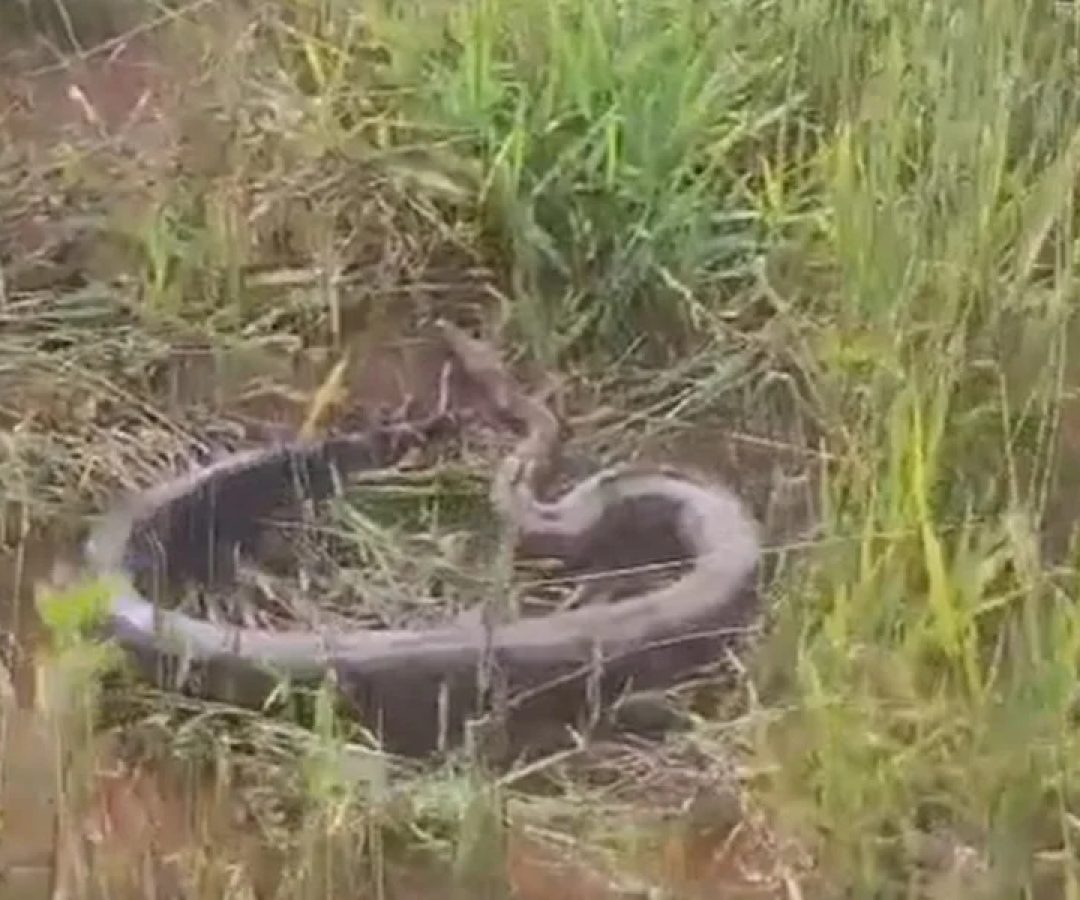 Serpente em telhado assusta moradores e é resgatada pelos bombeiros no DF