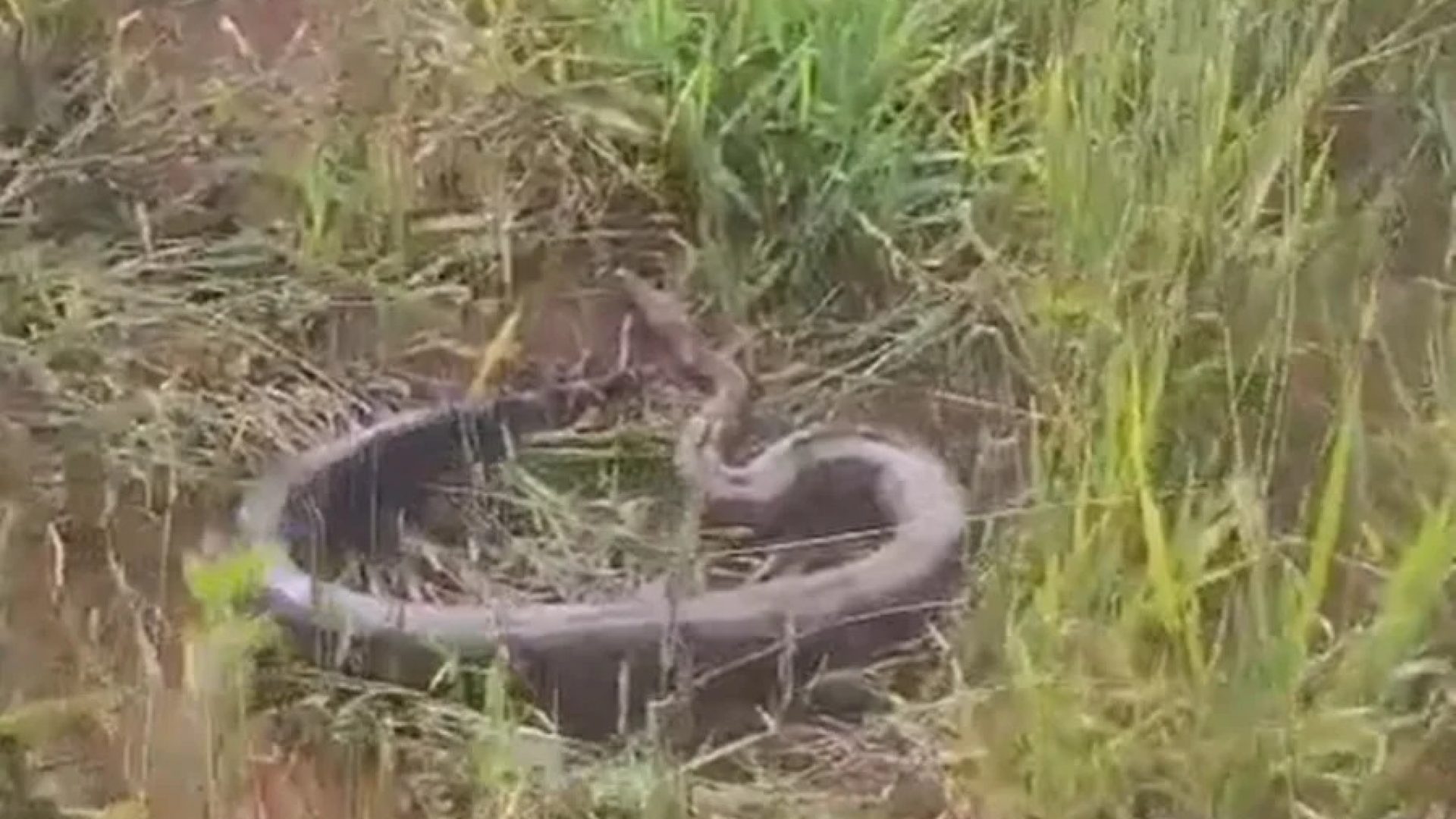 Serpente em telhado assusta moradores e é resgatada pelos bombeiros no DF