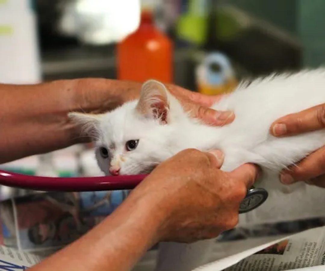 Governo Federal abre inscrições para curso gratuito, 100% online, na área de Medicina Veterinária