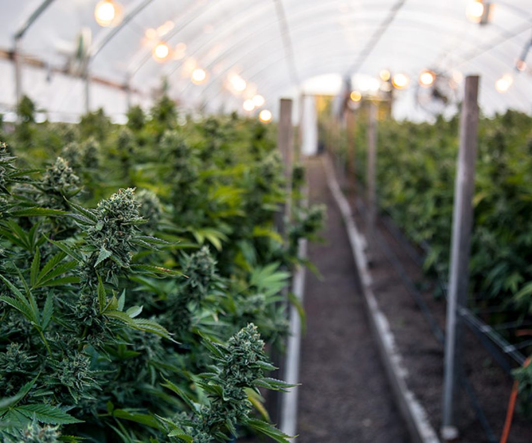 Na foto: a close up of the marijuana farm industry. Beautiful macro and micro shots. Green house, outdoor, indoor plants. Harvesting cannabis, planting weed and more.