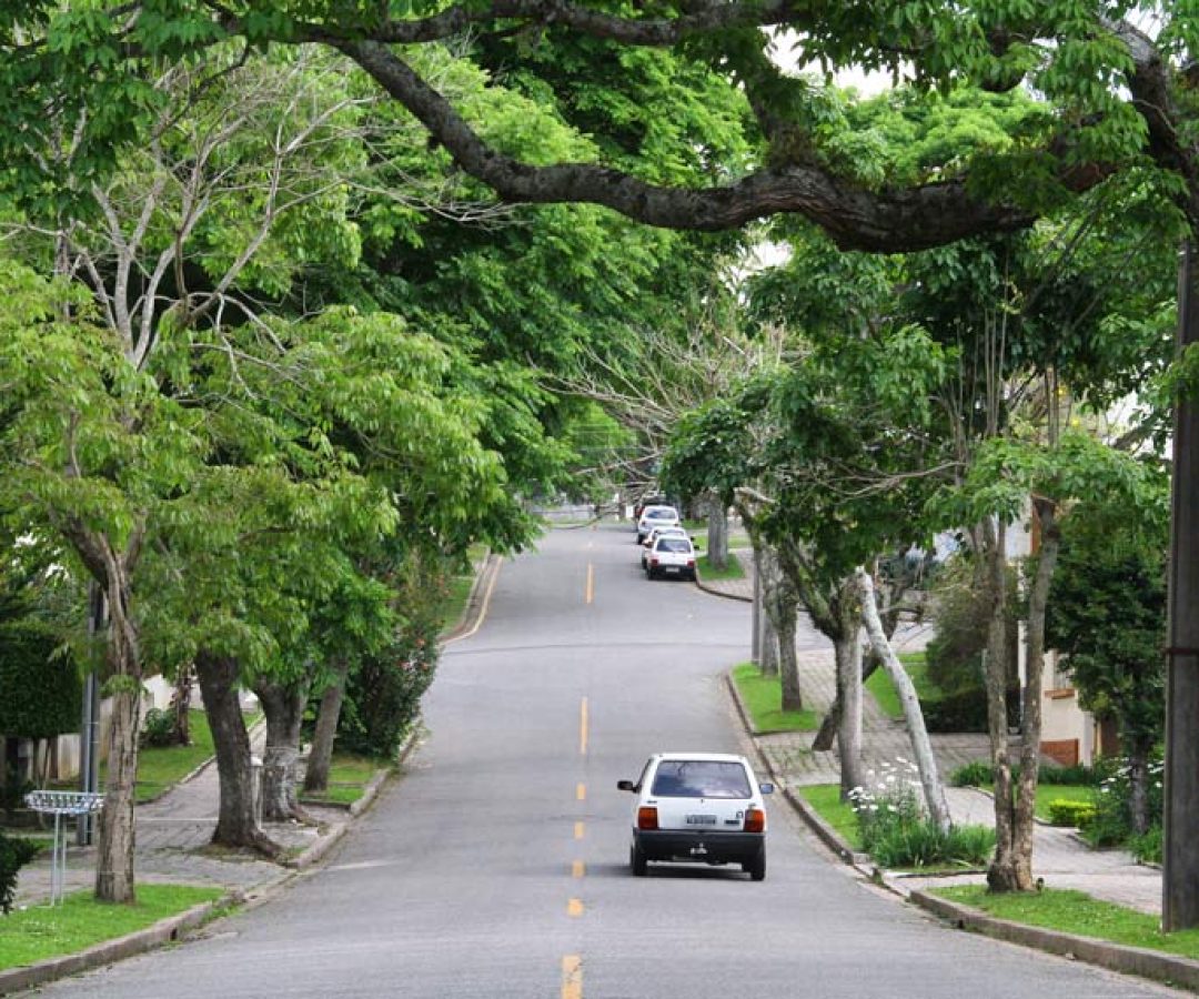 Lei autoriza poda de árvore por profissional se o poder público se omitir — Senado Notícias