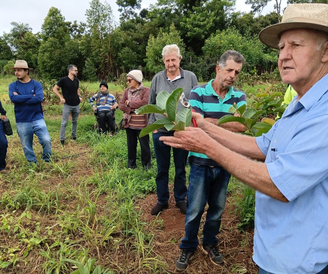 Oficina da Emater-DF ensina poda para elevar produtividade de frutíferas