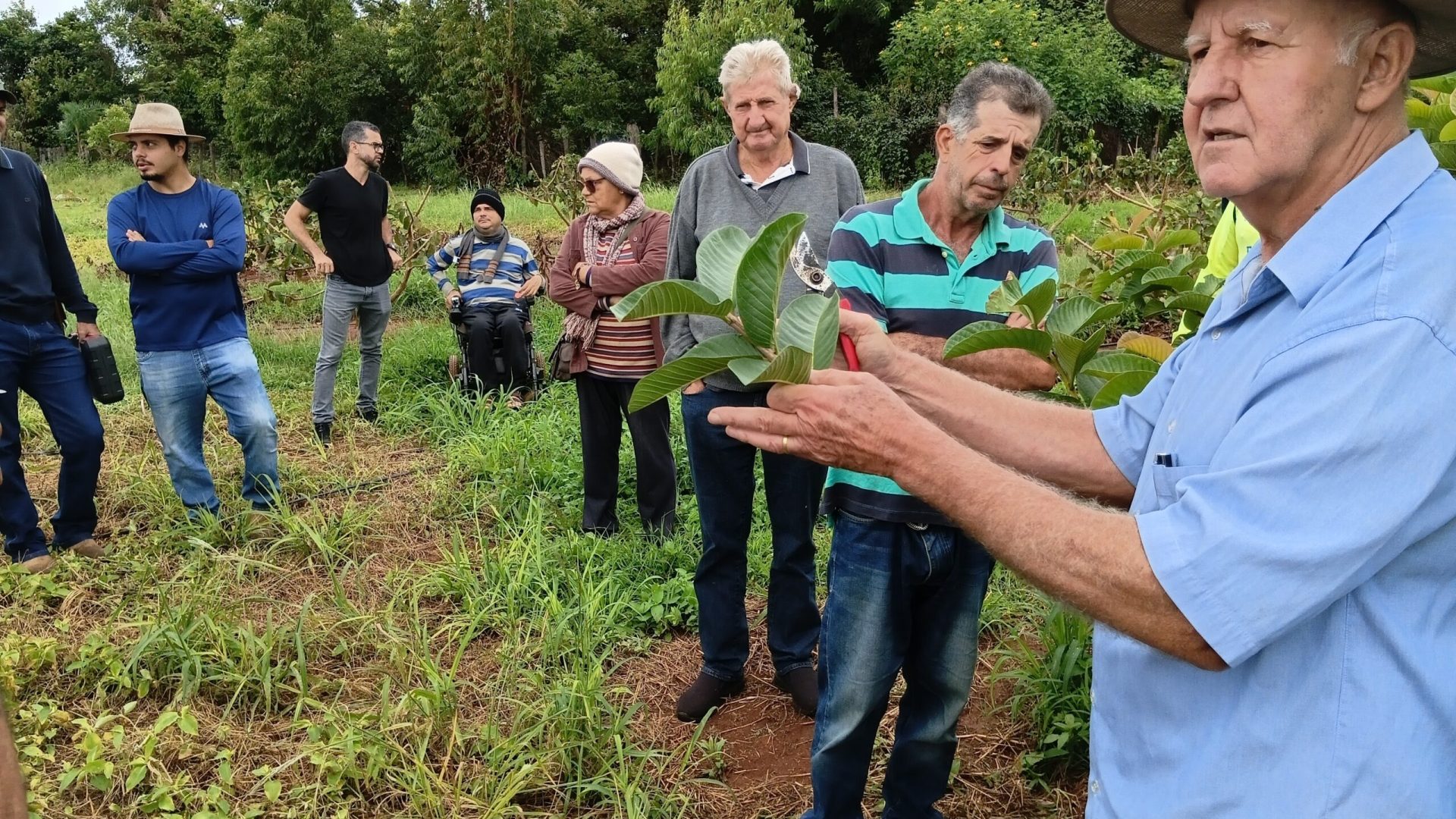 Oficina da Emater-DF ensina poda para elevar produtividade de frutíferas