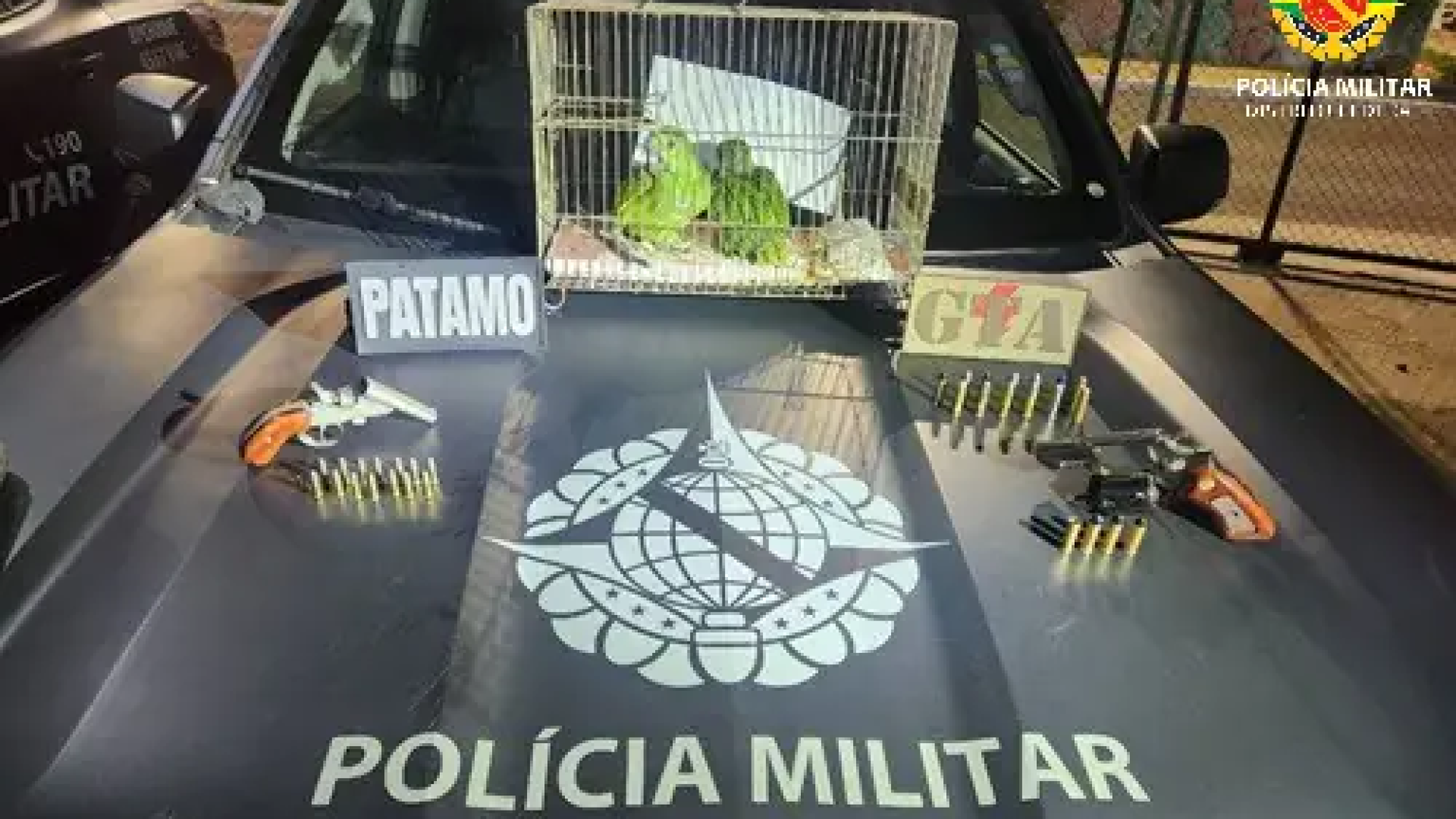 passaros
