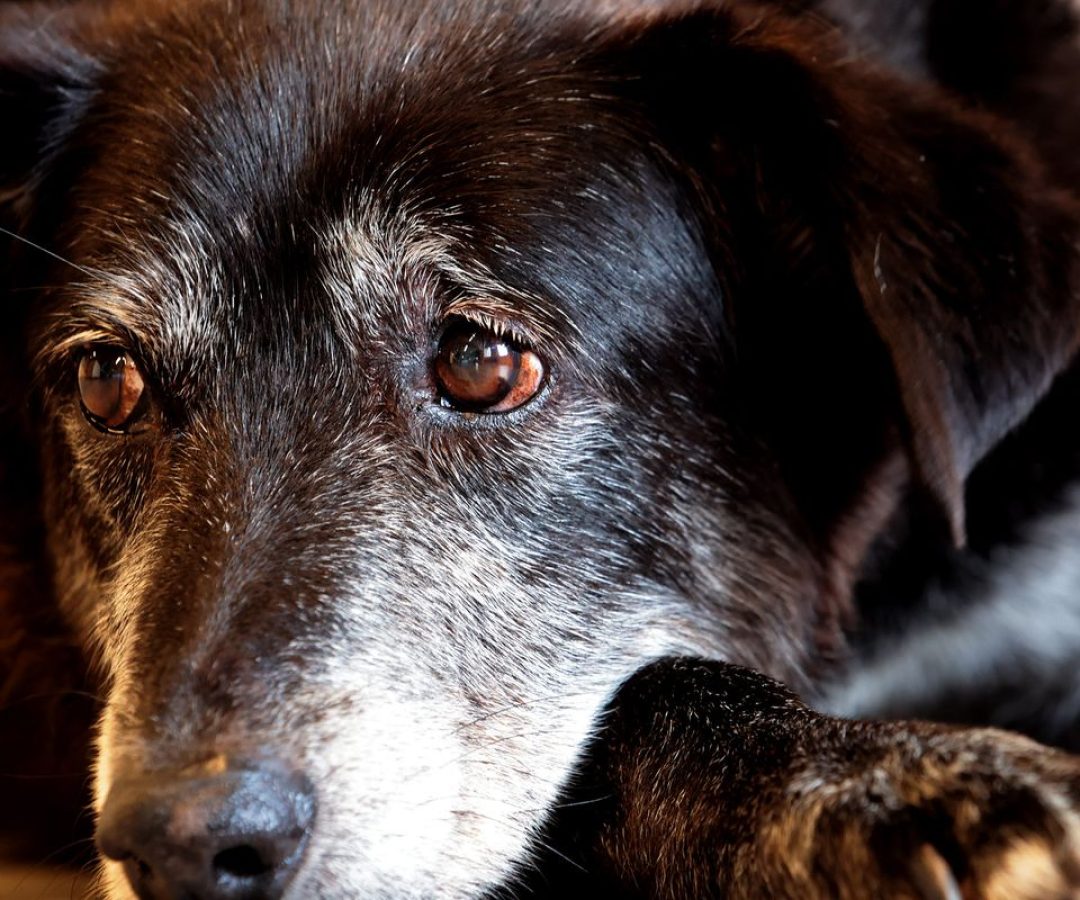 Justiça condena lojista a 5 anos de reclusão por maus-tratos a cães