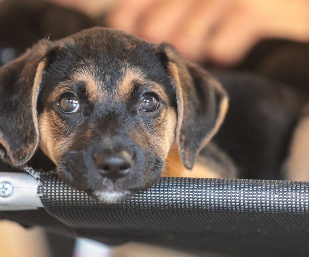 Convívio com animais e ações educativas ensinam a combater violência