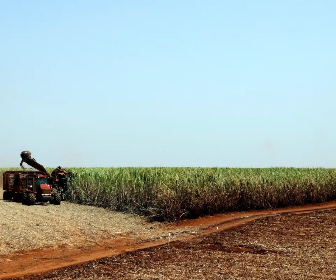 IBGE prevê safra recorde de 346 milhões de toneladas em 2025