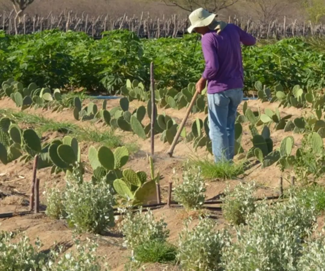 CMN simplifica crédito rural a populações tradicionais e extrativistas