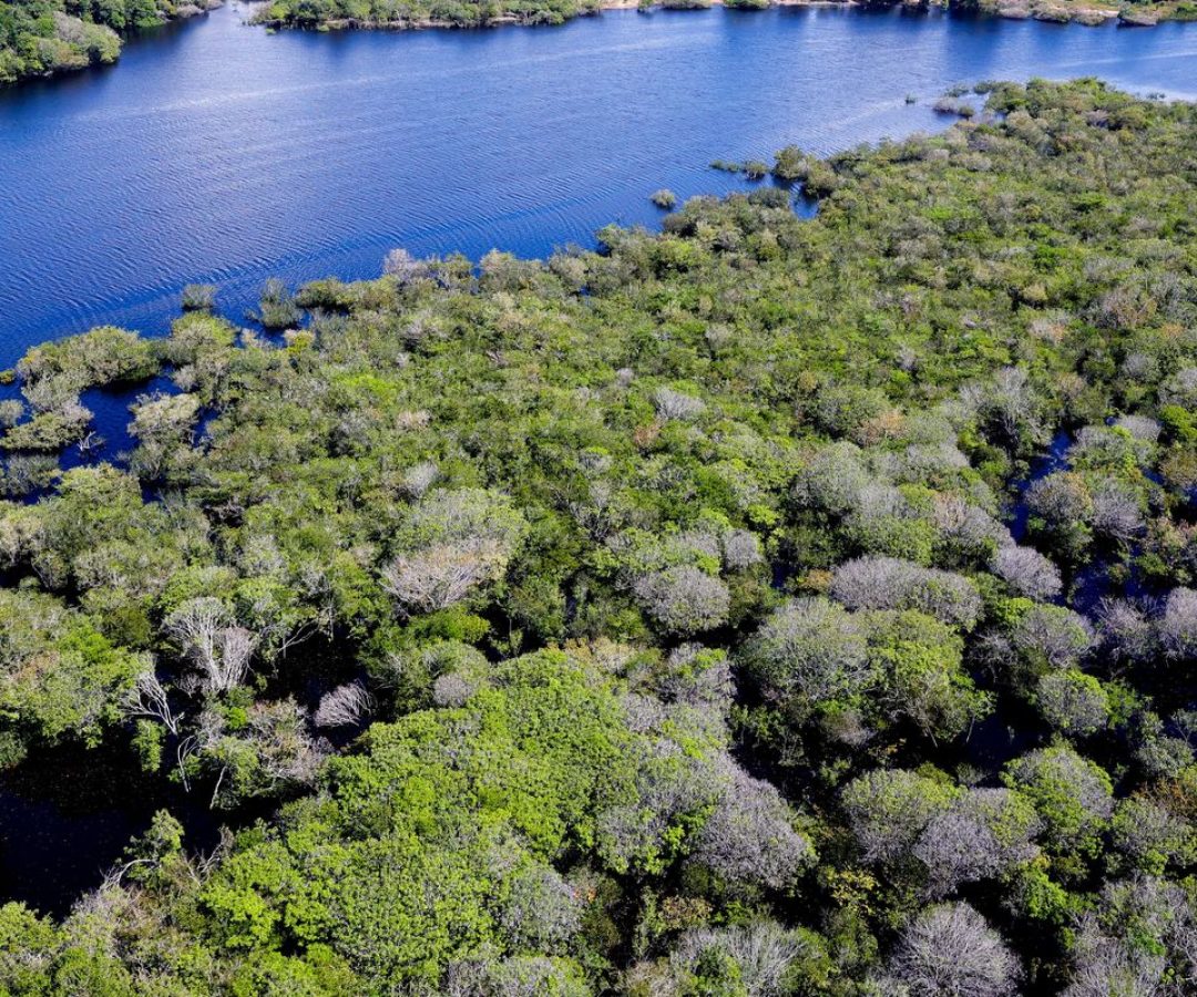 Governo lança edital para combate ao desmatamento na Amazônia