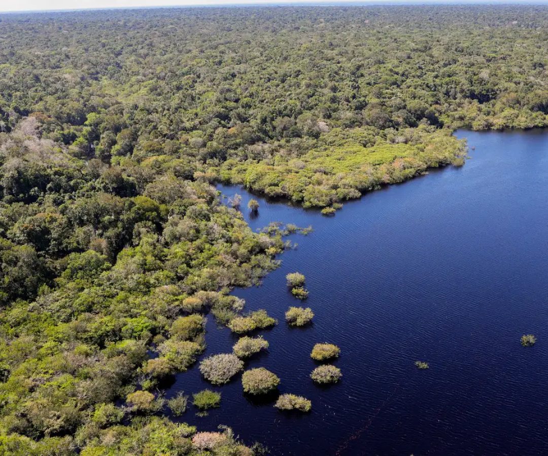 COP30: quarto leilão do Eco Invest terá foco exclusivo na Amazônia