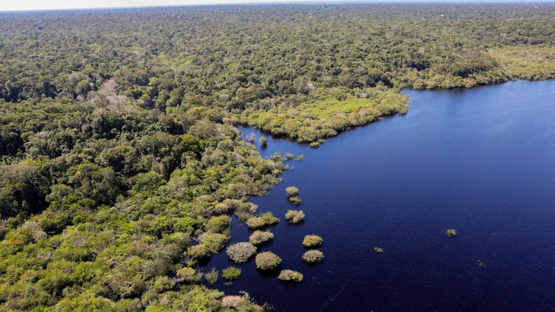 COP30: quarto leilão do Eco Invest terá foco exclusivo na Amazônia