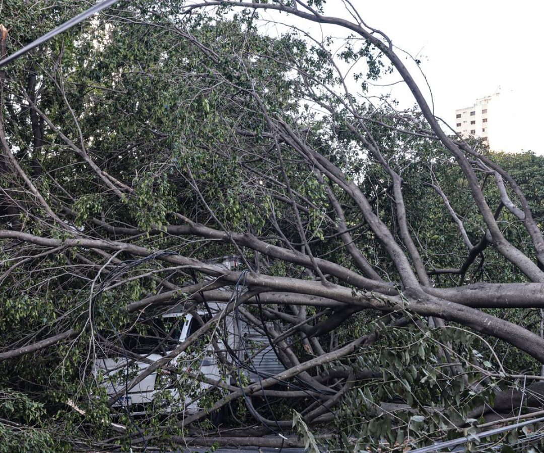 Defesa Civil de SP recebe 514 chamados por quedas de árvores