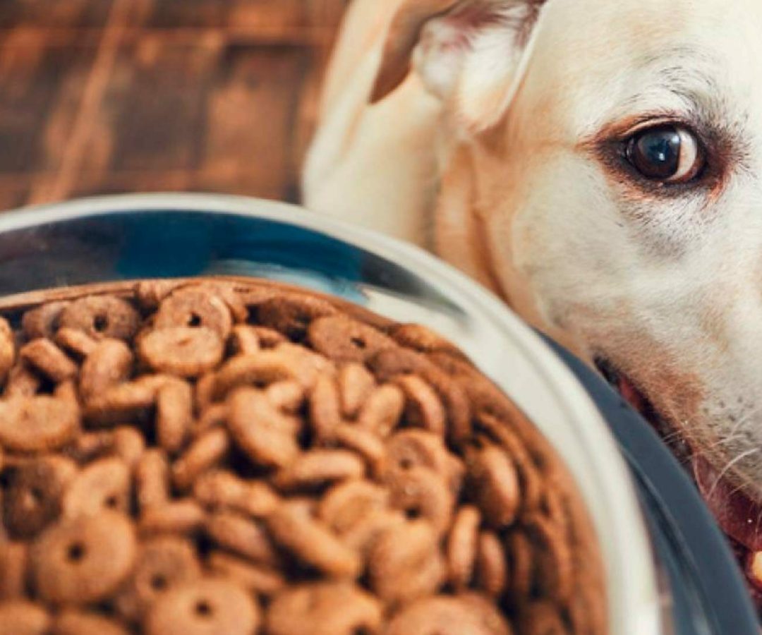 O que fazer quando o cachorro não quer comer ração?