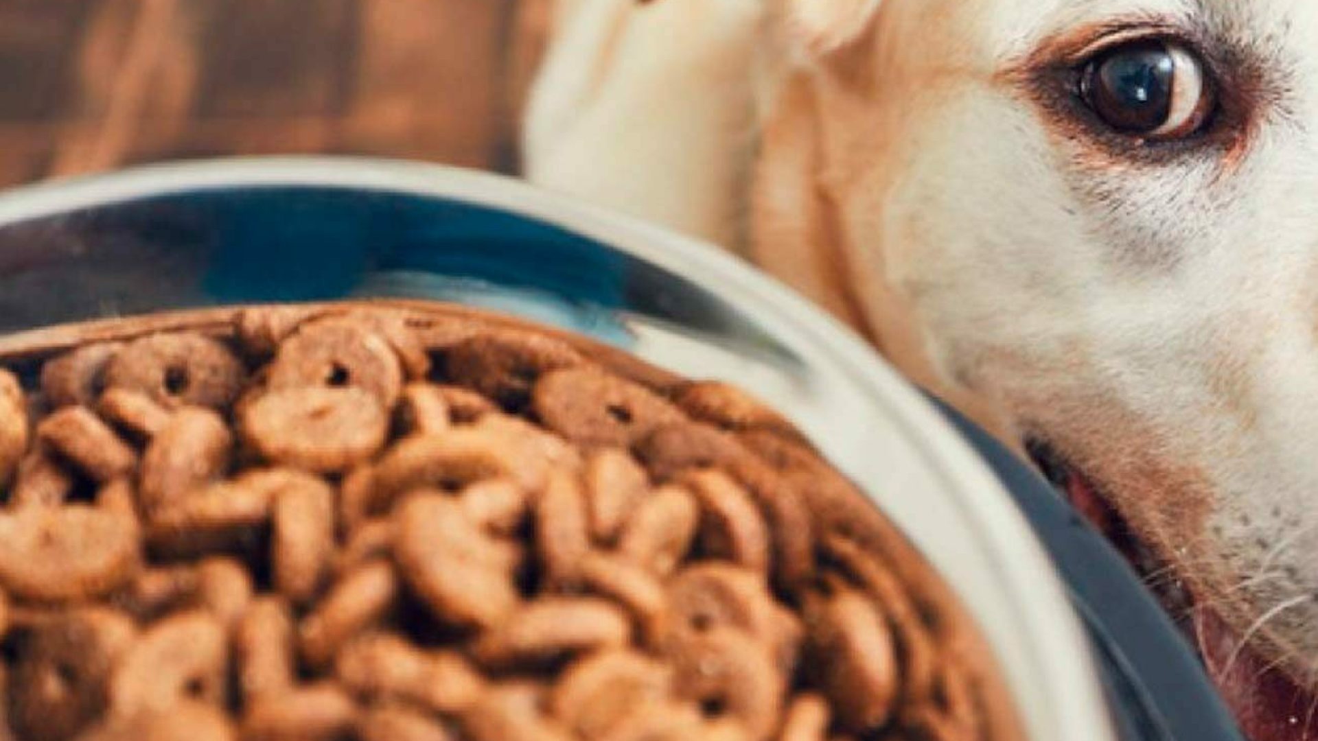 O que fazer quando o cachorro não quer comer ração?