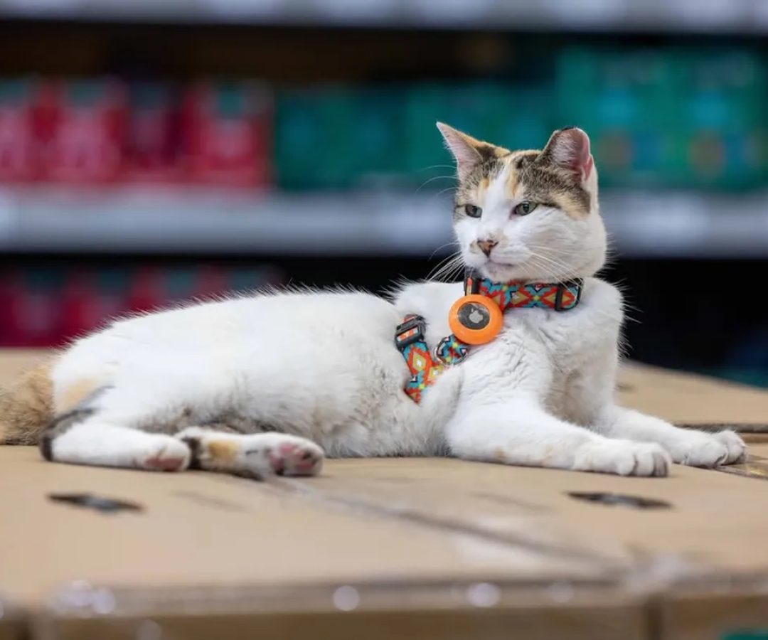 Gata 'funcionária' de loja desaparece, mobiliza mutirão de buscas e é encontrada a 130 km de distância | Redes sociais