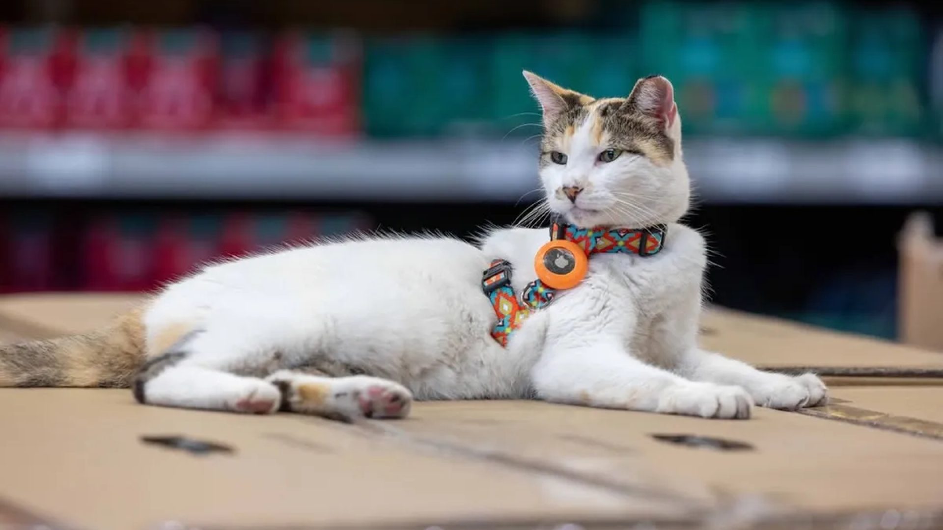 Gata 'funcionária' de loja desaparece, mobiliza mutirão de buscas e é encontrada a 130 km de distância | Redes sociais