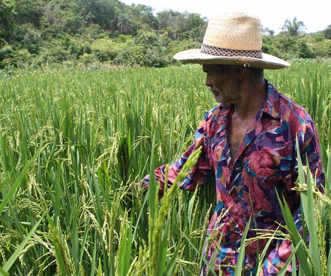Projeto estabelece percentual de produtos da agricultura familiar em cestas básicas — Senado Notícias
