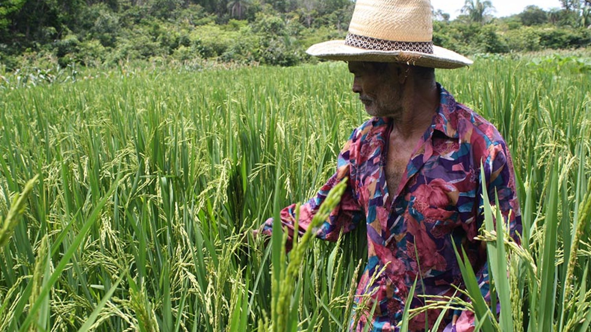 Projeto estabelece percentual de produtos da agricultura familiar em cestas básicas — Senado Notícias
