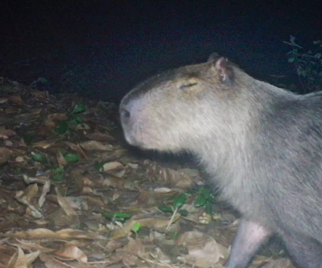 Capivara é agredida na zona norte do Rio e autores são presos