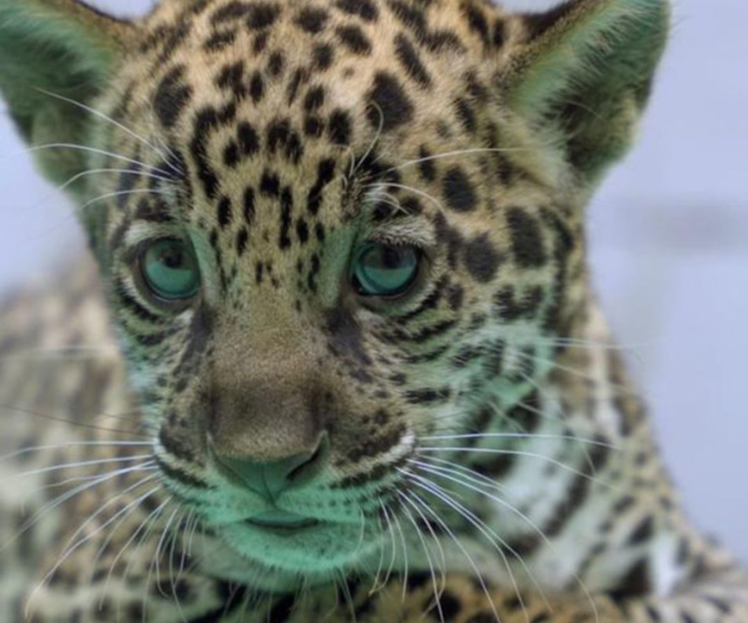Onça-pintada nascida no BioParque Vale Amazônia ganha o nome de Xingu